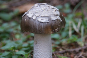 Amanita Panterina