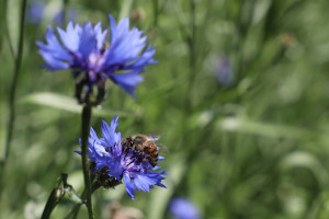 Fiordaliso con ape