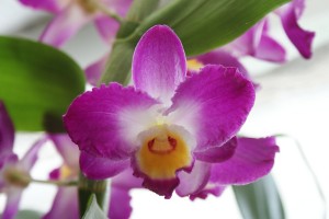 Orchidea in fiore