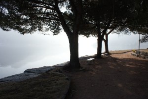 Piante sul lago