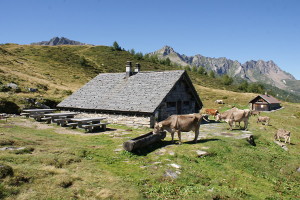 Foto di copertina