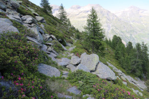 Sentiero che scende all'Alpe di Sceru