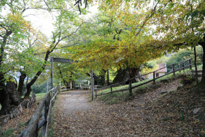 Alpe di Brusino