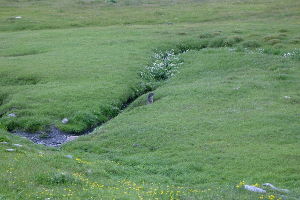 Marmotta