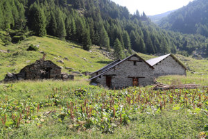 Alp de Calvaresc Sott