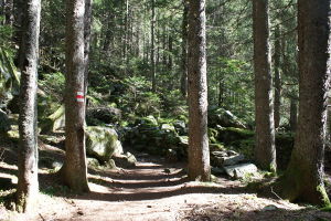 Bosco sopra l'Alp di Besarden