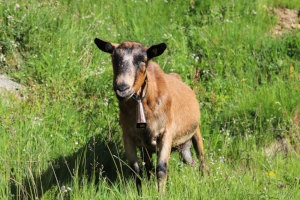 Capra