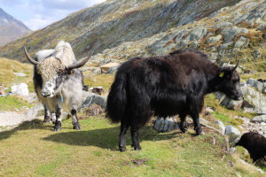 Yak