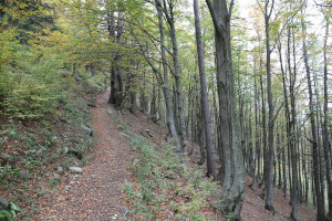 Sentiero che sale all'Alpe Matro
