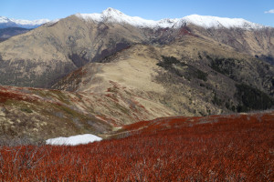 Piante di mirtillo rosse