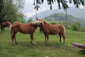 Cavalli del Bisbino