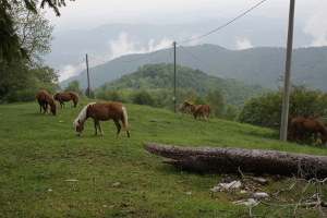 Cavalli del Bisbino