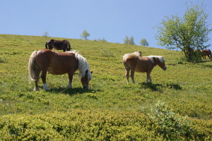 Cavalli del Bisbino