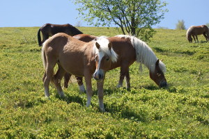 Cavalli del Bisbino