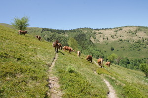 Cavalli del Bisbino