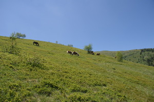 Cavalli del Bisbino