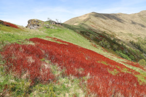 Piante di mirtillo rosse