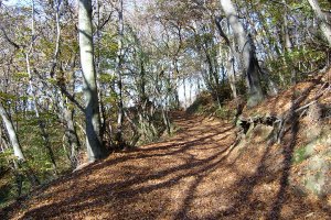 Strada nel bosco