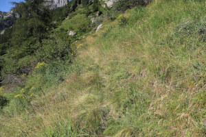 Sentiero che sale al Rifugio Sambuco