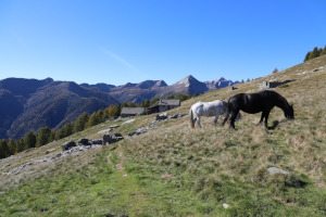 Alpe Pesced