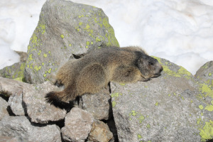 Marmotta