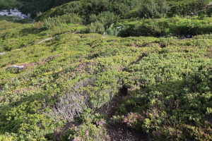 Traccia che scende dall Alpe Scaione