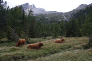 Mucche scozzesi