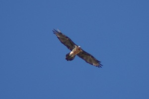 Gipeto barbuto