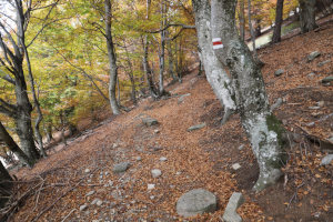 Sentiero che sale al Pizzo di Corgella