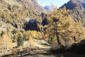 Larici
